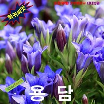 (희귀씨앗) 용담 15립, 상세페이지 참조