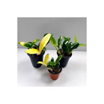 화초 난초 대명석곡 중형 동양란 서양란 키우기