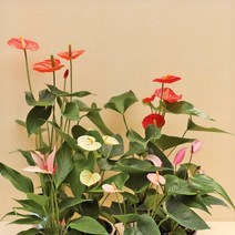 안스리움 안스룸 안시리움 실내공기정화 인테리어 식물모종 새집증후군 관엽식물 식물키우기 마이플랜트, 09.이클립스