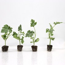 원예용 망고수박 과일 모종 5주