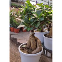 인삼 팬더 7, 1개