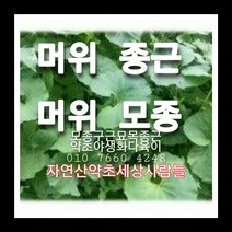 머위종근 30주 머위모종 머위씨앗재배