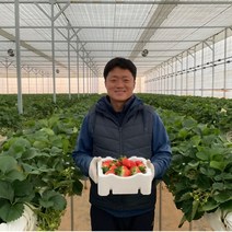 [고당도] 인연과일 농장직송 논산 비타베리 설향 딸기, 비타베리 특상(900g 30구), 1개