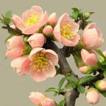 명자나무(부사령)5치(포트묘)묘목/F1305