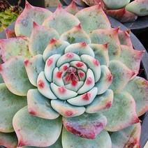 [해뜰다육] 도태랑-4 다육식물 선인장