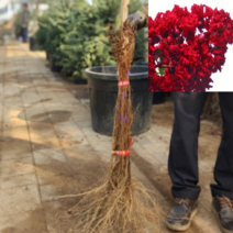 (D소망)신품종배롱나무(다이너마이트) 삽목2년 1그루