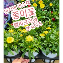 종이꽃-헬리크리섬-중/바스락 거리기 때문에 바스라기꽃
