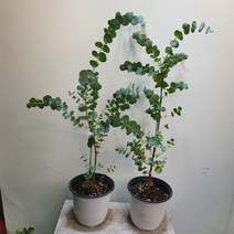 [나인에잇틴]유칼립투스 블랙잭 수형랜덤 95, 1개