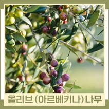 올리브나무 묘목 아르베키나 포트 5개