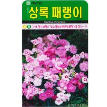 상록 패랭이씨앗 500립 여러해살이 꽃씨, 단품