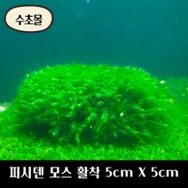 [수초몰] 피시덴모스 5cm X 5cm 활착판 /활착 모스 초보수초 음성수초 활착수초 활착모스 모스활착 피규어모스 화산석활착 구피 새우 수초맛집 피규어활착 피규어 모스볼, 3개