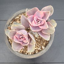 꽃다리 웨스트레인보우금 77 다육식물 다육금 아이만배송