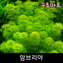 [수초마트] 암브리아, [단품] 5줄기
