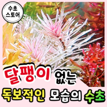 [수초스토어] 검역 루드위지아 화이트 먼치킨 1촉 / 구피 새우 어항 수초 쉬운 키우기 예쁜 은신처 전경 중경 후경 초보 자연 풍성한 흑사 붉은 치어 베타 열대어