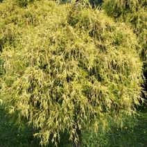 묘목/ 편백-황금실편백(화백)/ 삽목2년 포트묘/5주 B420