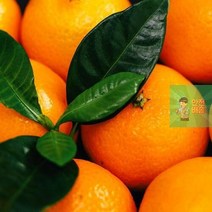 제주명품과일 국내산 천혜향 1kg 농장 제철과일