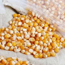 강원 평창 박정자님의 직접 만들어 먹는 팝콘옥수수 350g