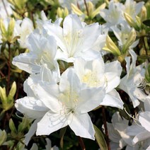 리서스원예 철쭉나무 철쭉묘목 백철쭉 5주 묶음