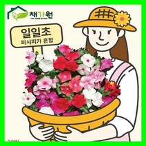 일일초 20립 / 퍼시피카 혼합종 꽃씨 씨앗