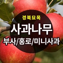 [경북농원] 사과나무묘목 이중접목 특묘 (부사/홍로/시나노골드/미니사과), 시나노골드 접목  상묘