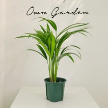 (오운정원)아레카야자 공기정화 식물 이레카야자, 아레카야자, 3.독일 모카토분(플라스틱받침포함)