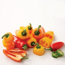 신선한 미니파프리카 과일파프리카 1kg(4팩) 2kg(8팩), 250gx4 (4팩)
