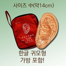 한글 이침모형 사이즈 중(中) 귀모형 한방 이혈모형, 1