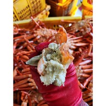 프리미엄 홍게 10마리 울진 후포리 선주/산지직송 3kg, 자숙, 10개