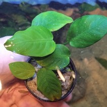 아누비아스 골든나나(1포트) 음성수초