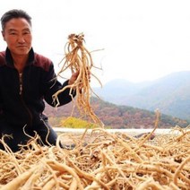 강원도 정선 토종 황기 대황기 300g 햇황기 5년근 6-7년근, 5년근 대황기 300g