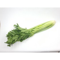 [특급] 샐러리 1단, 1개