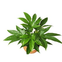 [소예방] 스타팔손이 중품 공기정화식물 플랜테리어