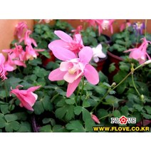 매발톱