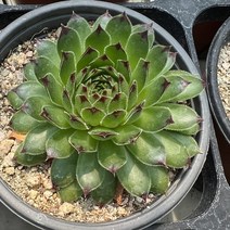 [올식스] 블랙탑바위솔, 1개