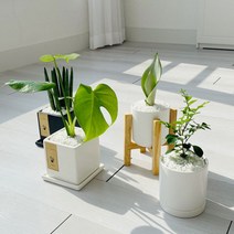 cocooning 키우기 쉬운 실내 초보자 공기 정화 청정 식물, 원형화이트, 테이블야자