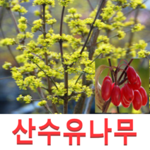 (성실D)산수유나무묘목(실생2년) 10그루