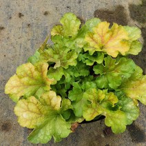 야생화피어나라플라워 휴케라 (레몬 슈프림), 1개