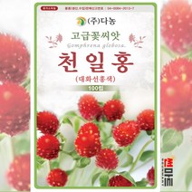 천일홍 대화선홍색 100립 / 일년생 큰꽃천일홍 꽃 봄 여름 가을 꽃씨 몰 씨앗 종자