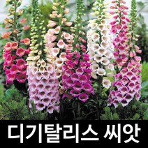 디기탈리스 씨앗 꽃씨 꽃씨앗 digitalis seed 1000알, 1개