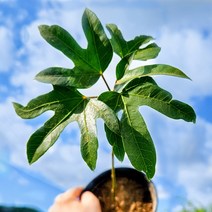 관리가 편한 황칠나무[무료배송], b형-일자형, 시멘트원형-그레이, 1세트