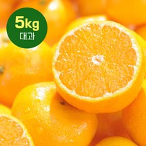 제주의정 제주 하우스 감귤 5kg 대과 산지직송, 5kg, 대과