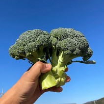 국내산 제주 햇 브로콜리, 브로콜리2kg