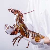 [직수입] 캐나다 활 랍스터 바닷가재 대왕 (600g/700g/1kg/1.5kg/2kg), 미디엄점보 2kg 내외
