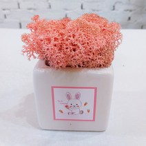 스칸디아모스 천연이끼 공기정화 큐브 모스, 손그림 큐브 화이트 모스-핑크