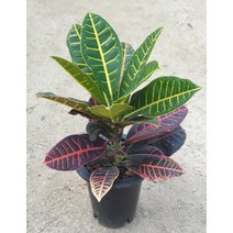 크로톤 60cm 전후 7치 포트 - 공기정화 / 관상용 / 반려식물 - 꽃보러가자