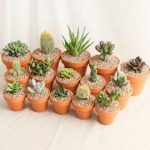 갑조네 국민 다육이 공기정화식물 다육식물 인테리어 키우기쉬운 식물, 57 다육_성성환(소품)