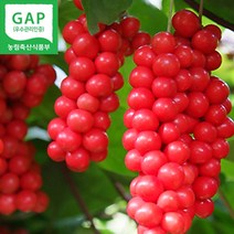 문경 세척 생 오미자 3kg 5kg 10kg, 오미자 생과 5kg, 1개