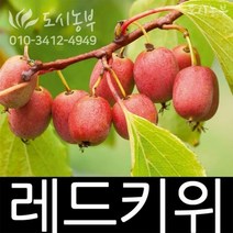 키위나무/레드키위/묘목/숫/접목/1년/1주/도시농부