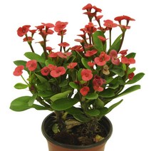 [꽃사랑식물나라] 꽃기린 빨강 다육이 선인장 공기정화식물 사계절 화분 인테리어