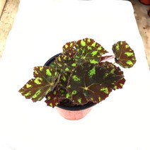 소예방 타이거베고니아 (소품) 호랑이무늬를 닮은 식물인테리어 키우기쉬운 키우기좋은